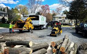 Tree and Shrub Care in Winnsboro, TX