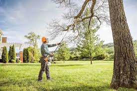 Best Tree Cabling and Bracing  in Winnsboro, TX