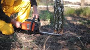  Winnsboro, TX Tree Services Pros