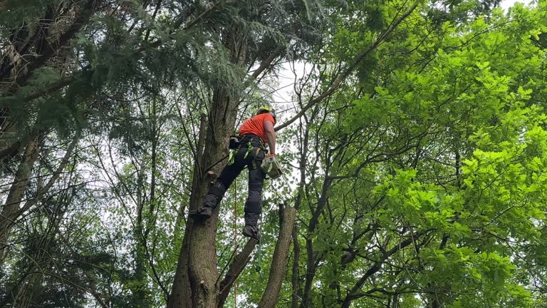 Best Stump Grinding and Removal  in Winnsboro, TX