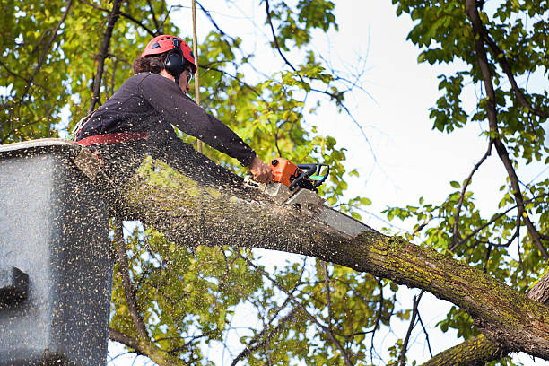 Best Tree Mulching Services  in Winnsboro, TX